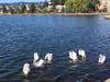 White pelicans at Lake Merritt, Oakland, Calif.