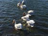 White pelicans at Lake Merritt, Oakland, Calif.