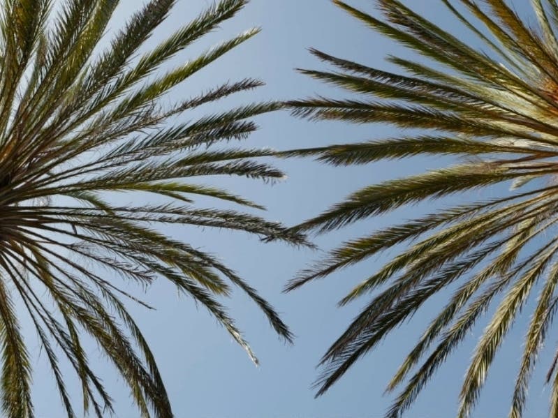 This photo of palm trees was taken at the San Leandro Marina, San Leandro, Calif.