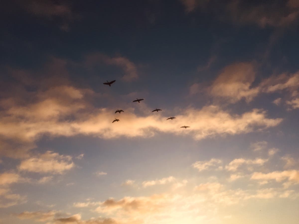 Birds flying in formation over Fremont, Calif.