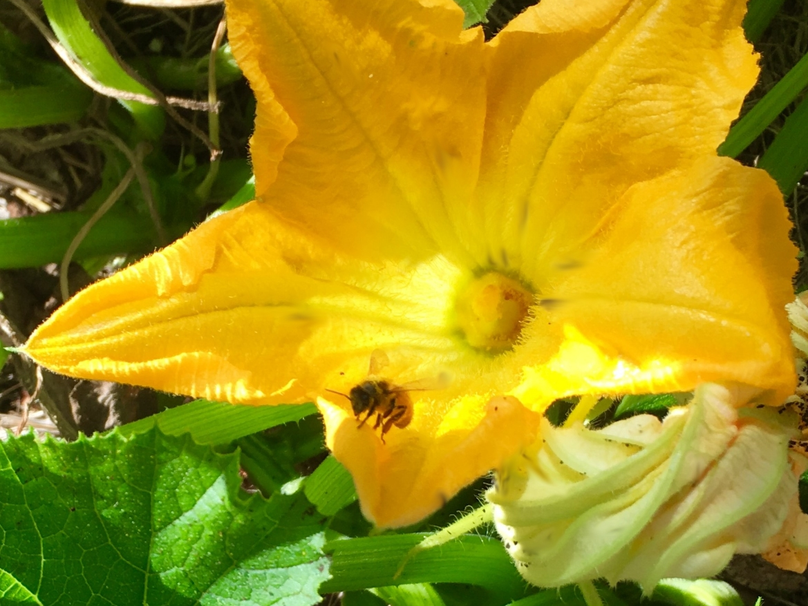 Bee on a zucchini flower in San Leandro, Calif.