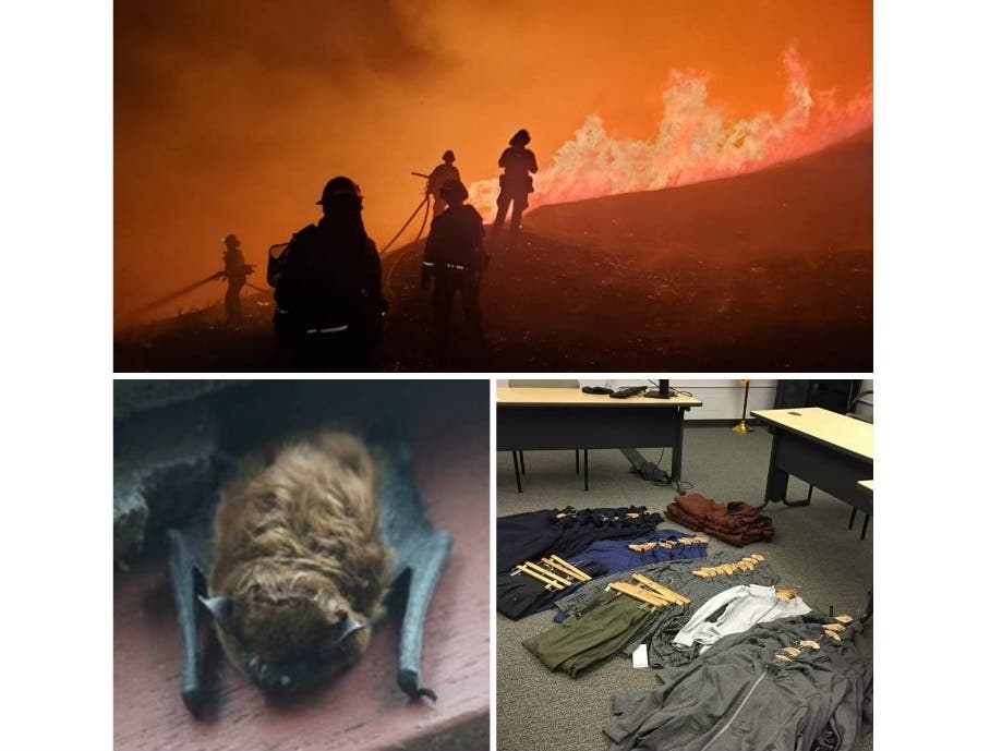 A look at East Bay police and fire logs.