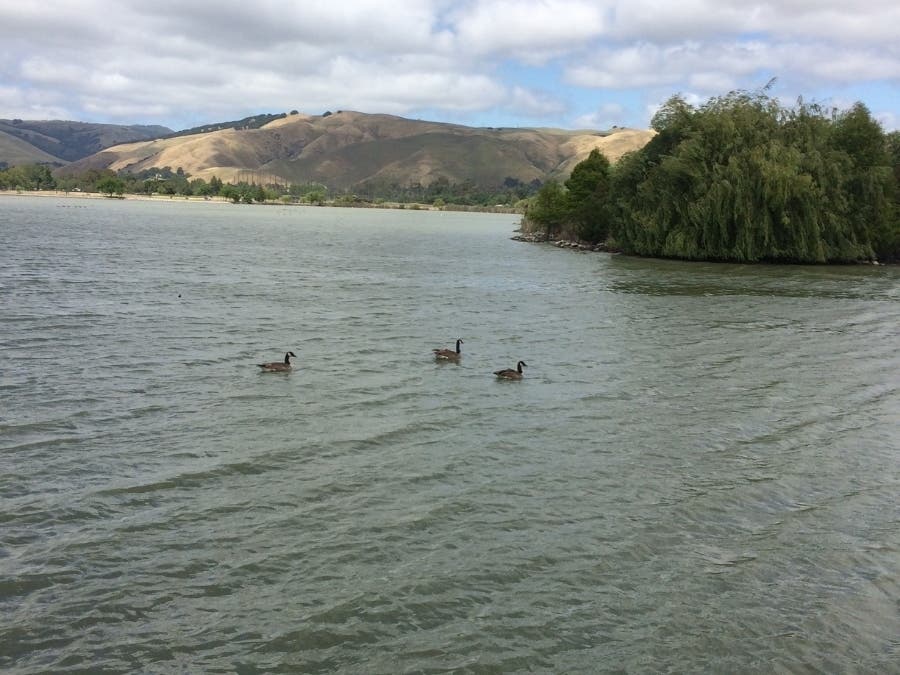 This is Lake Elizabeth in Fremont, Calif.