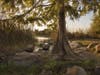 Photo taken during the "golden hour" at Lake Elizabeth in Fremont, Calif.