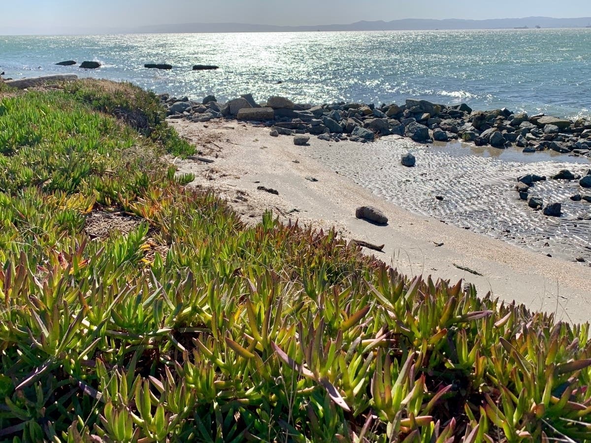This shoreline photo was taken from Ballena Island, Alameda, Calif.