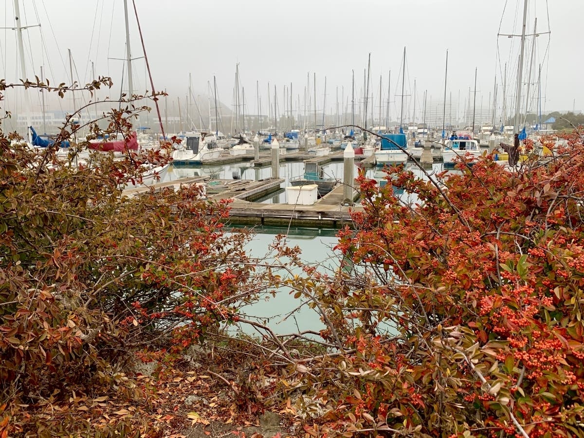 This photo was taken at Oyster Point Marina in South San Francisco, Calif.