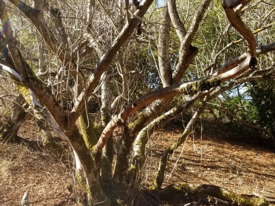 Photo of an old tree taken at Dry Creek Pioneer Park, Union City, Calif.