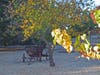 Fall foliage, antique farming cart in Martinez at John Muir National Historic Site.
