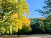Fall foliage  in Martinez at John Muir National Historic Site.