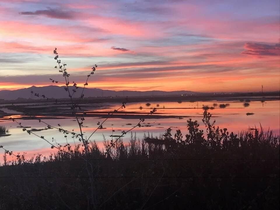 This photo was taken at the salt marshes of San Francisco Bay, in Hayward, Calif.