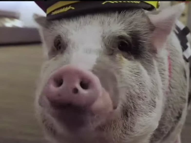 LiLou, a therapy pig, is a member of the "Wag Brigade" at San Francisco International Airport.