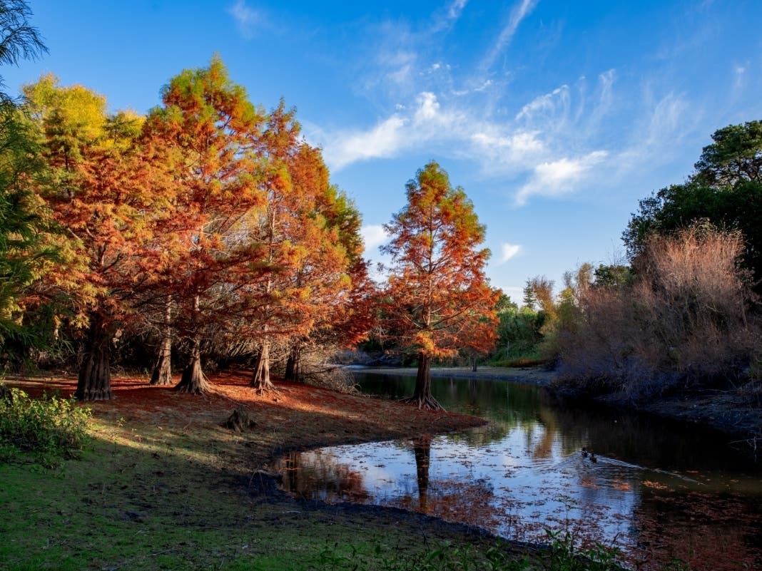 This photo of trees, a pond and blue skies was taken at Shinn Pond, Fremont, Calif.
