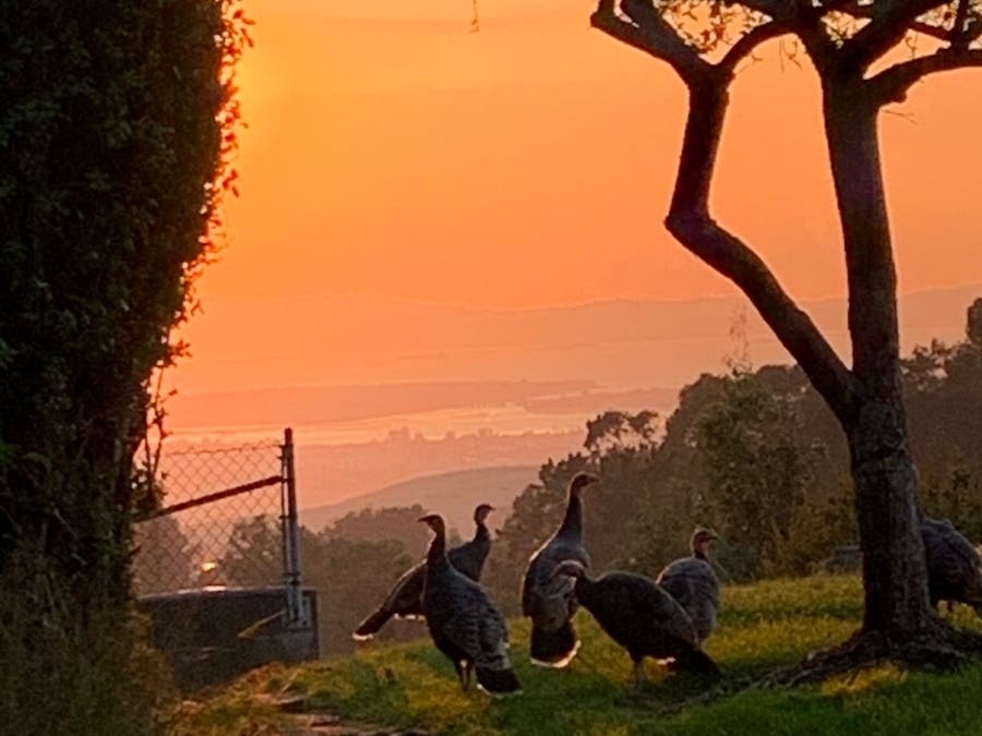 Hazy skies due to California wildfire smoke, as seen from the Oakland Hills, October 28, 2019.