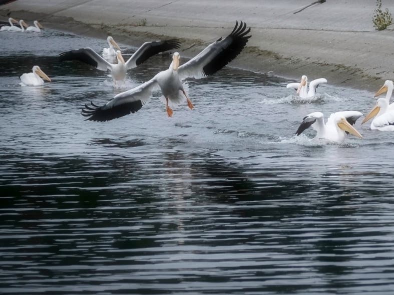 A small flock of white pelicans at Lafayette Reservoir, Calif.