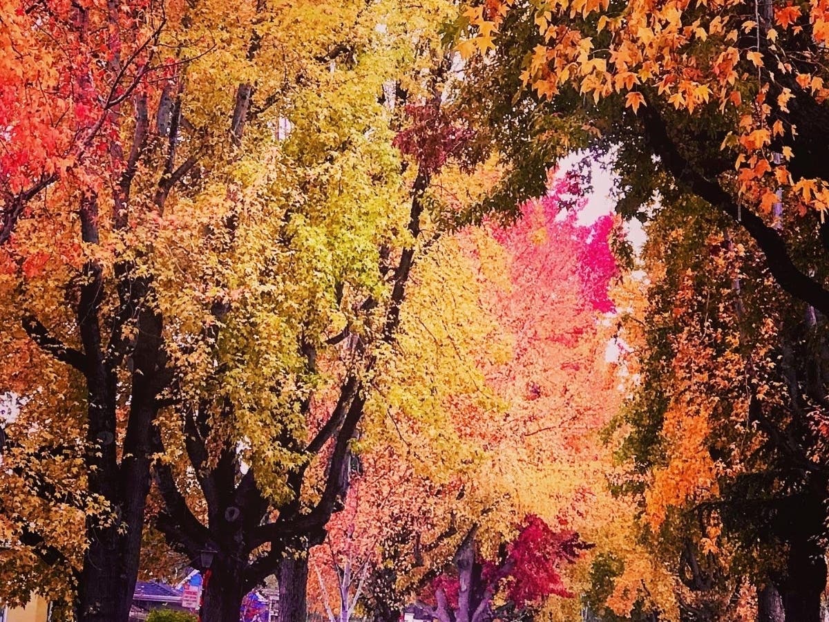 Autumn leaves along a tree-lined street in Alameda, Calif.