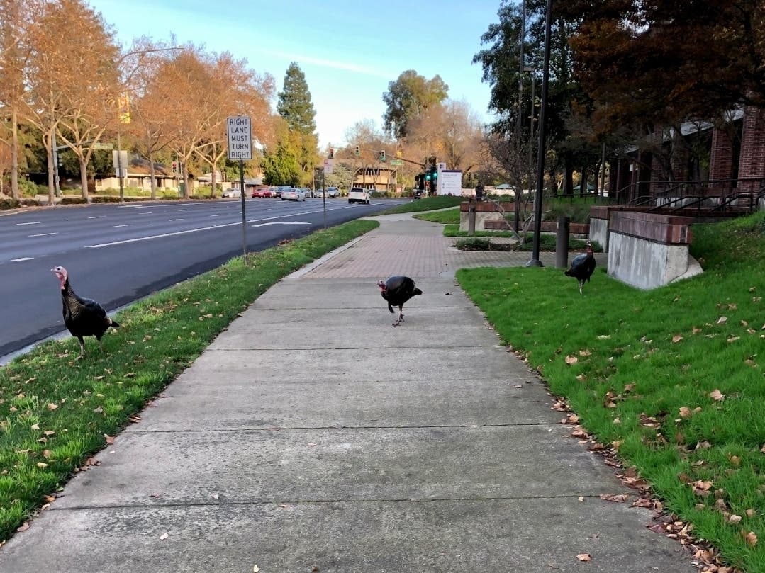Turkeys stroll down a sidewalk and greenway in Walnut Creek, Calif.