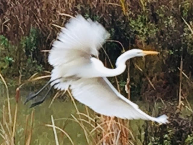 Snowy egret in flight, Pinole, Calif.
