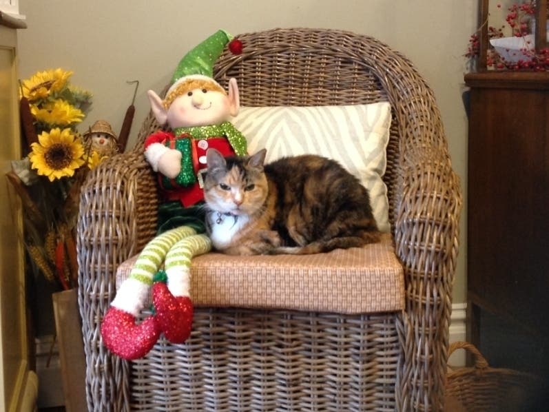 Photo of stuffed elf and a calico cat taken in Berkeley, Calif.