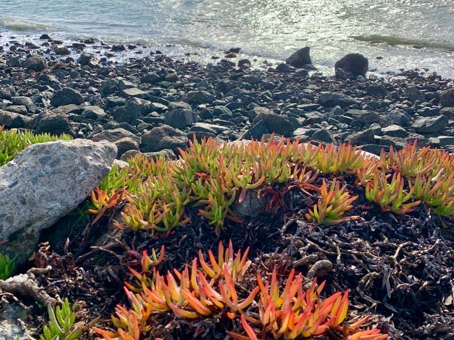 Shorline and water of Ballena Island, Alameda, Calif.