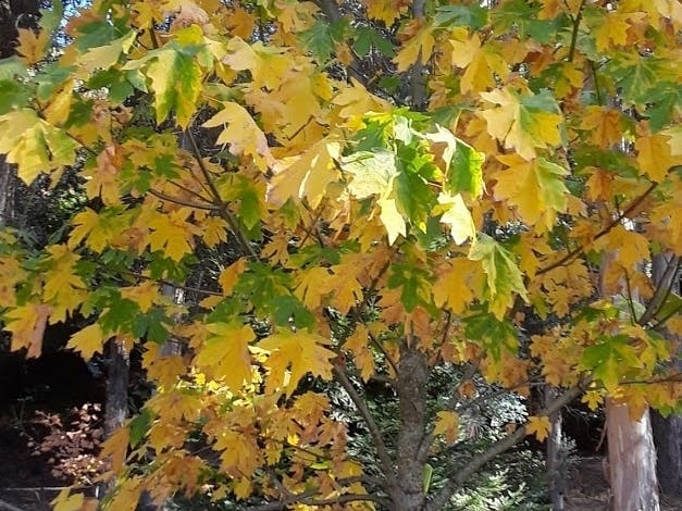 Snapped in November, this photos shows autumn leaves in El Sobrante, Calif.