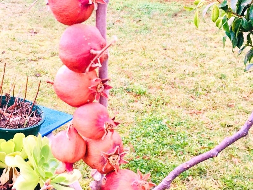 A string of my pomegranates decorate a Violette de Bordeaux Fig tree in San Leandro, Calif.