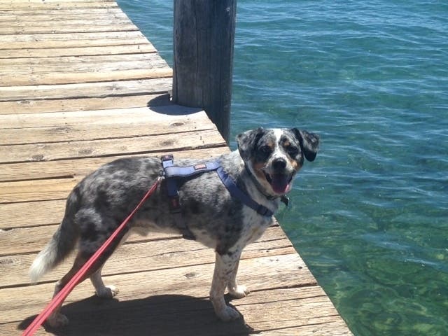 This is Brody, beloved canine family member.