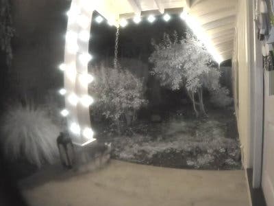 A wild animal visits a porch in Alamo, Calif.