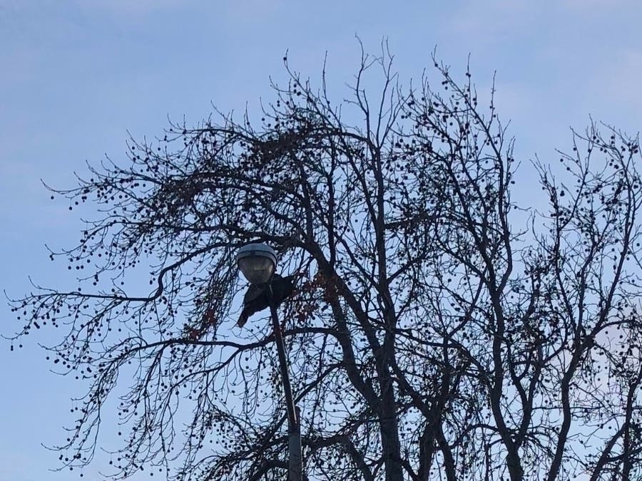A turkey sitting atop a light pole in Newark, Calif.