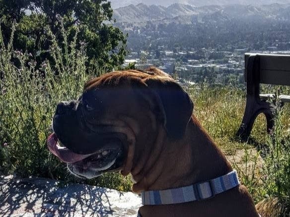 Randy Churchill's handsome boxer dog, Earl, on Acalanes Ridge, Walnut Creek, Calif.