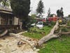 The crash knocked down a tree.