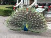 A peacock displays his feathers at Ardenwood Historic Farm in Fremont, Calif.