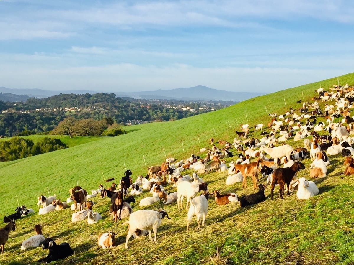 These goats are keeping down the grass along the Pinole Hercules Ridge Trail. 