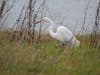 Egret at Cesar Chavez Park, Berkeley, Calif.