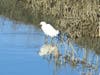 Shore bird wading at Albany Bulb, Albany, Calif.