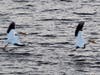 Pelicans at Lafayette Reservoir, Calif.