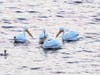Pelicans at Lafayette Reservoir, Calif.