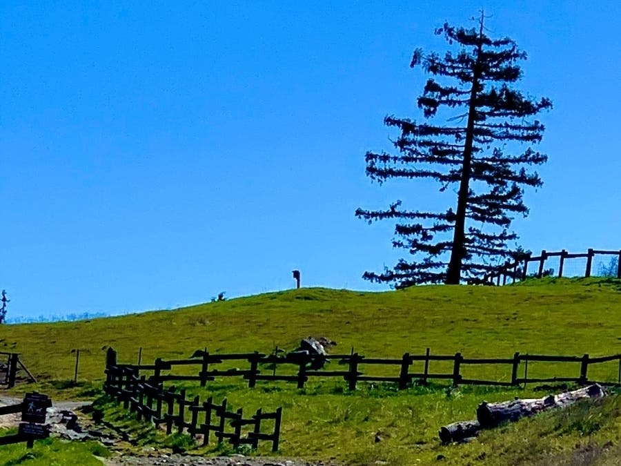 Hiking trail at Reinhardt Redwood Regional Park, Oakland, Calif.