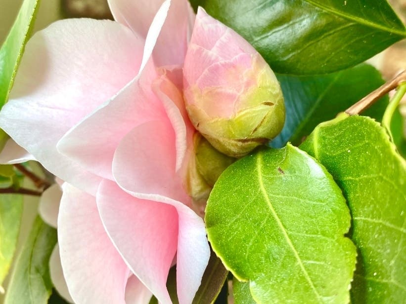 The photo of a camellia bush was taken in Redwood City, Calif.