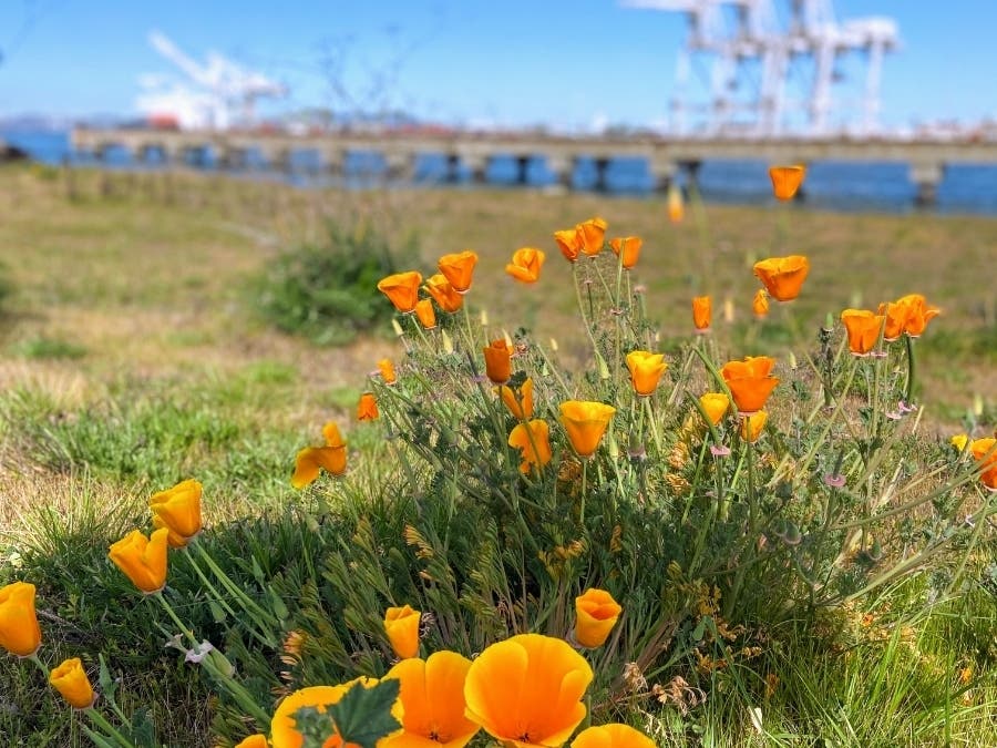 Poppies bloom in Alameda, Calif., with the Port of Oakland in the background.