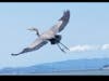 Bird starts to soar after taking off, Alameda, Calif.