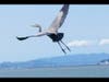 Bird lifts off, and is airborne, Alameda, Calif.