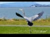 Bird lifts off, Alameda, Calif.