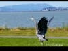 Bird flapping its wings to take off, Alameda, Calif.