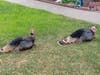 Two wild turkeys in Newark, Calif.