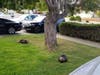 Two wild turkeys settled under a tree in Newark, Calif.