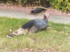 Wild turkey in Newark, Calif.