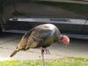 Wild turkey in Newark, Calif.