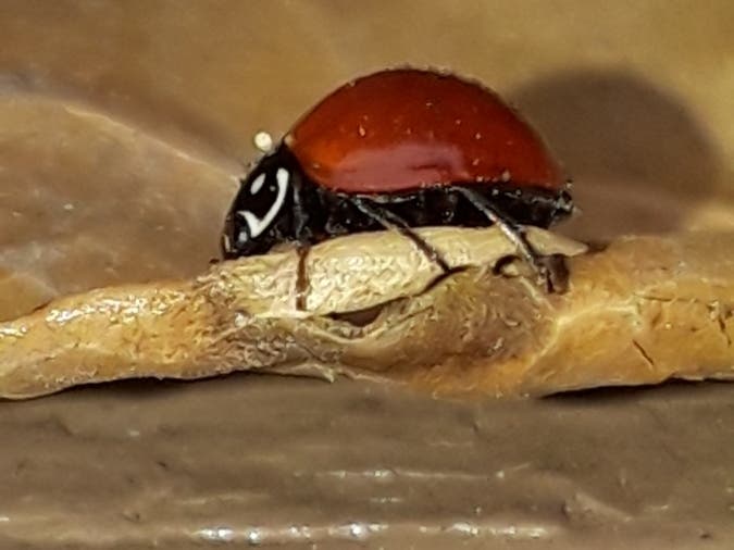 Closeup photo of a ladybug taken in Oakland, Calif.