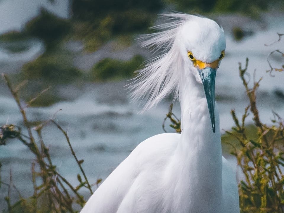 Shore bird, Alameda, Calif.