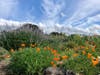 California poppies bloom at Crab Cove, Alameda, Calif.
